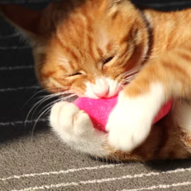 Katzenminze Katzenspielzeug Plüsch Kauball Zahnreinigung Interaktives Kätzchen Bissspielzeug