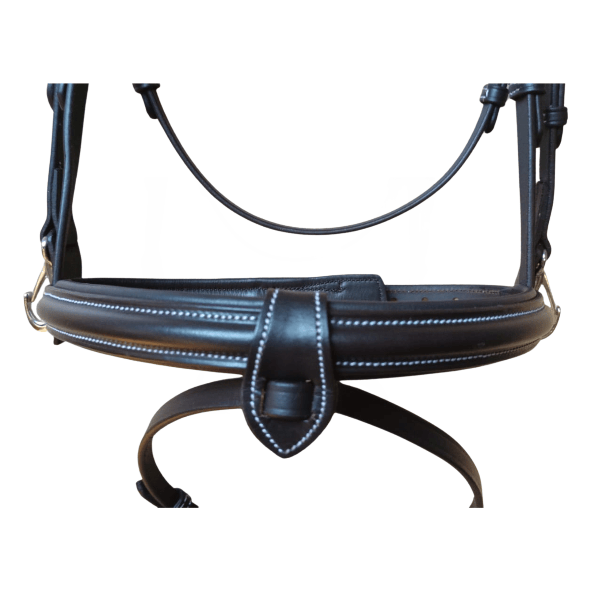 Yousha Elia horse Havana bridle